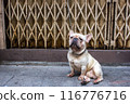 a French bulldog sits on the street 116776716