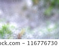 Dew drops blur abstract background and texture. 116776730