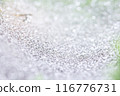 Cobweb in dew drops background and texture. Selection focus. 116776731