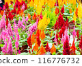 Celosia argentea or Cockscomb, mix 116776732
