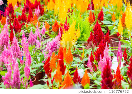 Celosia argentea or Cockscomb, mix Celosia argentea or Cockscomb, mix 116776732