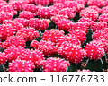 Red cactus pattern background and texture 116776733