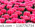 Red cactus pattern background and texture 116776734