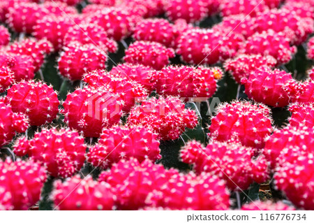 Red cactus pattern background and texture Red cactus pattern background and texture 116776734