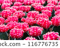 Red cactus pattern background and texture 116776735