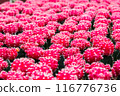 Red cactus pattern background and texture 116776736