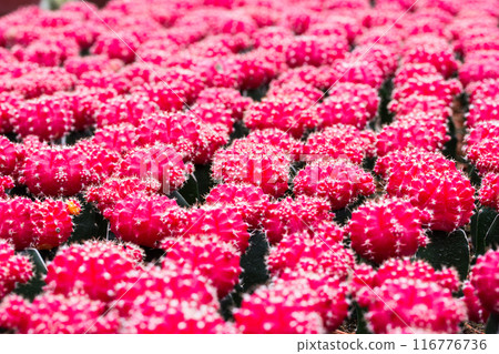 Red cactus pattern background and texture Red cactus pattern background and texture 116776736