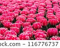 Red cactus pattern background and texture 116776737