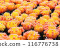 Yellow cactus pattern background and texture 116776738