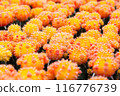 Yellow and red cactus pattern background and texture 116776739