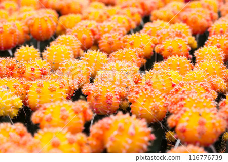 Yellow and red cactus pattern background and texture 116776739