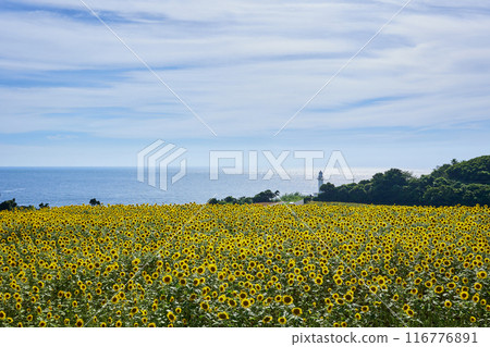 長島八景 長崎鼻燈塔公園 向日葵田 116776891