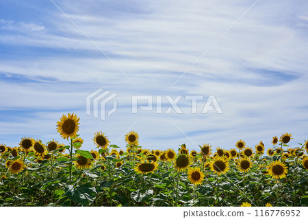Sunflower field 116776952