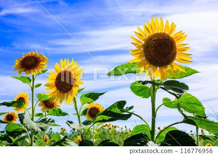 Sunflower field 116776956