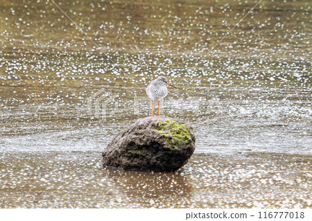 A single bird with grey and white feathers stands on a round, dark grey rock in a body of water, partially submerged. The water is covered in a reflective, shimmery pattern. 116777018