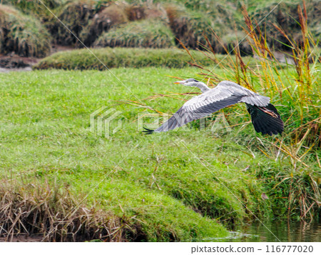 A grey heron flying over a green field. The heron has grey feathers and dark grey flight feathers. The heron is flying low to the ground, with its wings spread wide. A grey heron flying over a green field. The heron has grey feathers and dark grey flight feathers. The heron is flying low to the ground, with its wings spread wide. 116777020