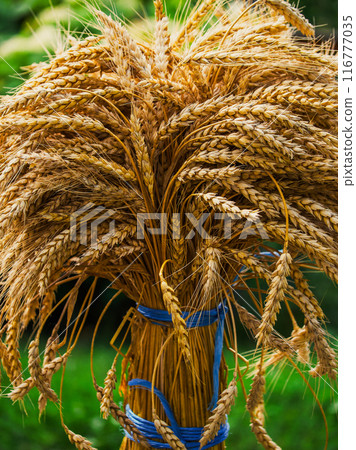 Close-up image capturing the texture and color of ripe wheat grains ready for harvest. Close-up image capturing the texture and color of ripe wheat grains ready for harvest. 116777035