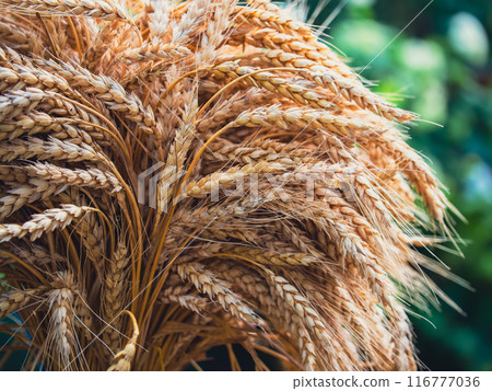 An intimate view of ripe wheat stalks that encapsulates the serene mood of harvest time. An intimate view of ripe wheat stalks that encapsulates the serene mood of harvest time. 116777036