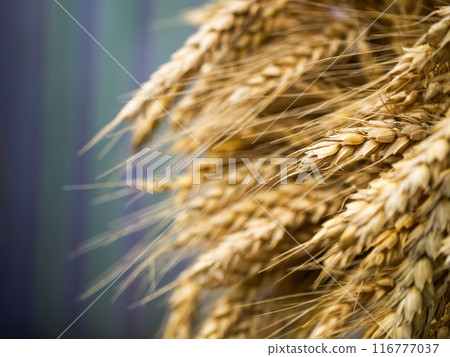 Detailed imagery of ripe wheat signifying growth, harvest time, and natures bounty in agriculture. Detailed imagery of ripe wheat signifying growth, harvest time, and natures bounty in agriculture. 116777037