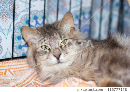 Feline Felidae with whiskers lounging in cage, gazing at camera 116777158