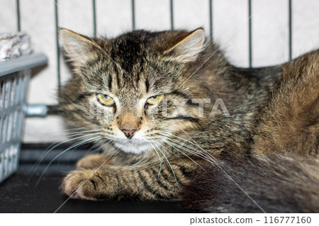 A cat is comfortably laying down in a cage, its gaze fixed on the camera 116777160