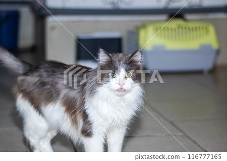 Black and white cat on tiled floor by window, showing whiskers and tail 116777165