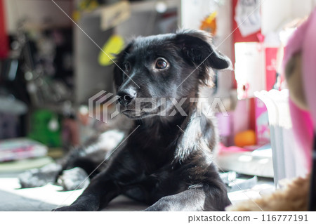 A black dog is lying on the ground and gazing at the camera 116777191