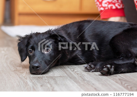 A black dog is resting on the floor and gazing at the camera 116777194