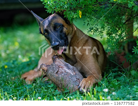 Belgian shepherd puppy malinois playing with wooden log 116777582