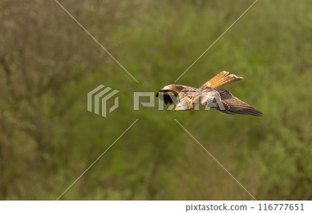Red kite in flight against colourful background 116777651