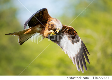 Red kite feeding in flight against colourful background Red kite feeding in flight against colourful background 116777655