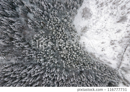 Aerial foggy landscape with evergreen pine trees covered with fresh fallen snow after heavy snowfall in winter mountain forest on cold quiet evening. Aerial foggy landscape with evergreen pine trees covered with fresh fallen snow after heavy snowfall in winter mountain forest on cold quiet evening. 116777731