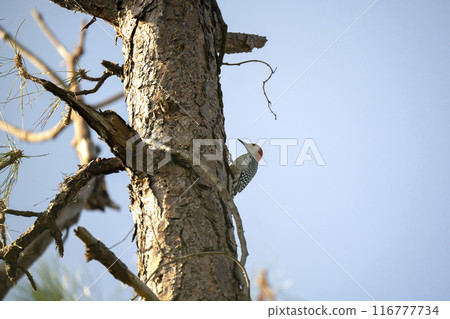 A red-bellied woodpecker bird perched on a tree branch in summer Florida woods 116777734