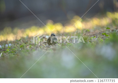 A Palm Warbler bird looking for insects on lawn grass backyard 116777735