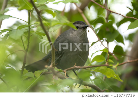 A Gray Catbird bird perched on a tree branch in summer Florida shrubs A Gray Catbird bird perched on a tree branch in summer Florida shrubs 116777739
