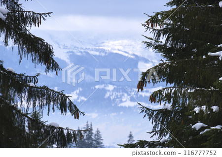 Winter landscape with dark spruse trees of snow covered forest in cold mountains Winter landscape with dark spruse trees of snow covered forest in cold mountains 116777752
