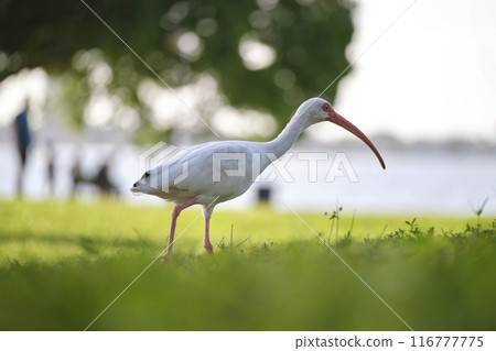 White ibis wild bird, also known as great egret or heron walking on grass in town park in summer White ibis wild bird, also known as great egret or heron walking on grass in town park in summer 116777775