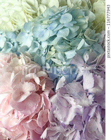 Bouquet of colorful hydrangeas close-up Bouquet of colorful hydrangeas close-up 116777943