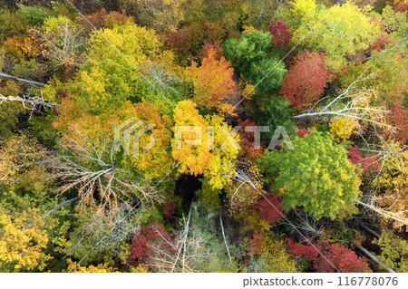 Landscape of woods nature in fall season. Colorful forest with yellow canopies in autumn 116778076