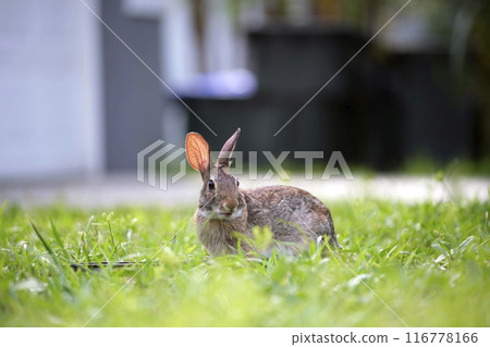 Grey small hare eating grass on summer field. Wild rabbit in nature 116778166