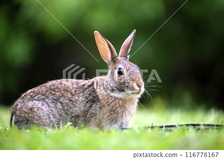 Grey small hare eating grass on summer field. Wild rabbit in nature 116778167