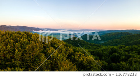 Vibrant foggy evening over dark forest trees at bright summer sunset. Amazingl scenery of wild woodland at dusk Vibrant foggy evening over dark forest trees at bright summer sunset. Amazingl scenery of wild woodland at dusk 116778238