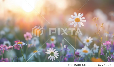 Sunset Over Wildflowers 116778298