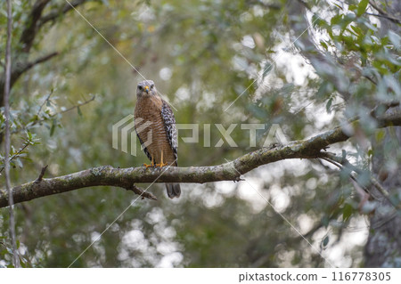 The red-shouldered hawk bird perching on a tree branch looking for prey to hunt in summer forest The red-shouldered hawk bird perching on a tree branch looking for prey to hunt in summer forest 116778305