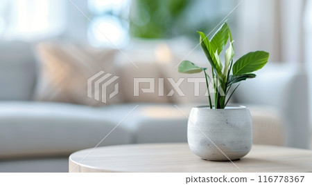 Monstera Plant in White Pot on Coffee Table 116778367