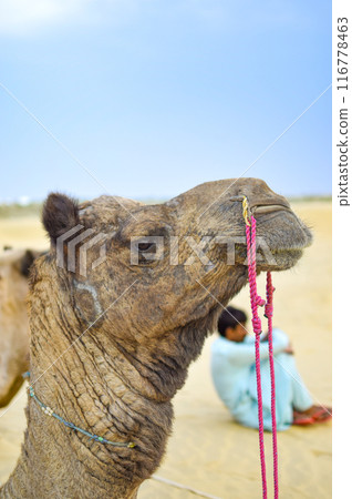 Side view image of Camel with indian guide sitting watching desert in background Side view image of Camel with indian guide sitting watching desert in background 116778463