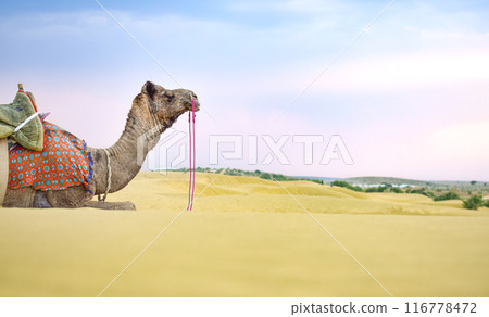 Panoramic image of camel lying in desert dunes with beautiful sunset background Panoramic image of camel lying in desert dunes with beautiful sunset background 116778472