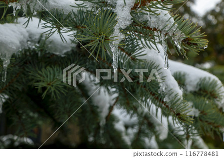 snow and frozen drops of water on the needles of spruce branches. The concept of New Year mood 116778481