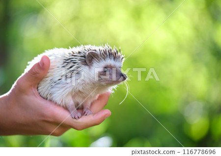 Human hands holding little african hedgehog pet outdoors on summer day. Keeping domestic animals and caring for pets concept. 116778696