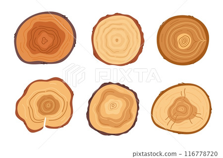 Cartoon tree cuts. Wooden stumps with natural texture top views. Trunk with rings. Lumber industry. Forest wood materials. Round pine. Log timber sawing. Plank split. Garish vector set 116778720